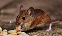 gopher-and-mole-control Experts in Kleinfeltersv